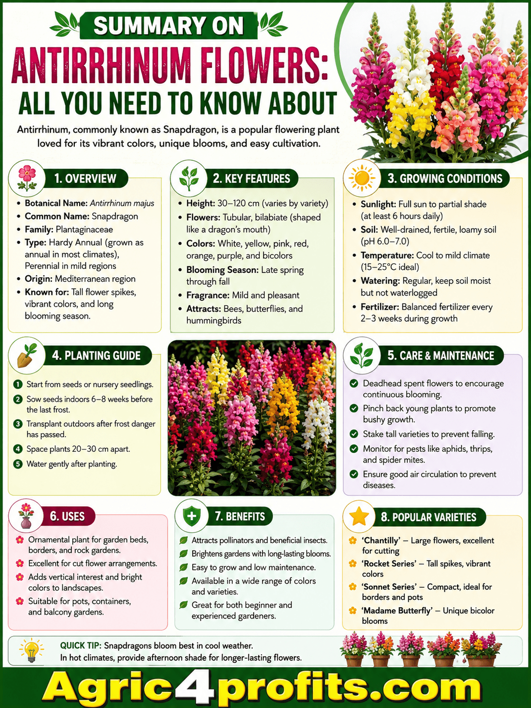 Antirrhinum Flowers: All You Need To Know About