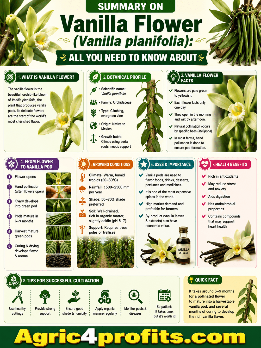 Vanilla Flower (Vanilla planifolia): All You Need To Know About