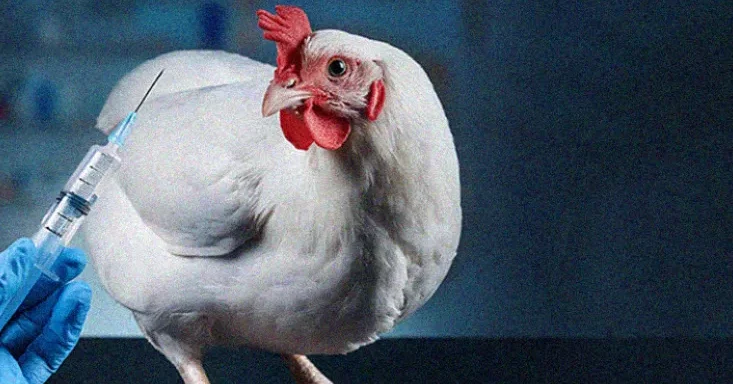 Vaccination Program for Broiler Chickens: A Complete Guide