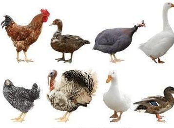 Les principes de Production de la Volaille et des Types de Taches ou de la Volaille