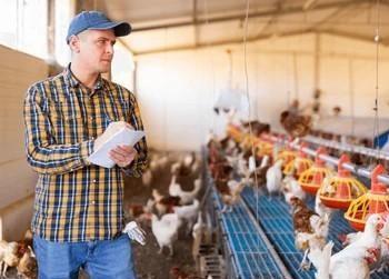 La volaille de tenue de documents et d'Évaluation de la Performance