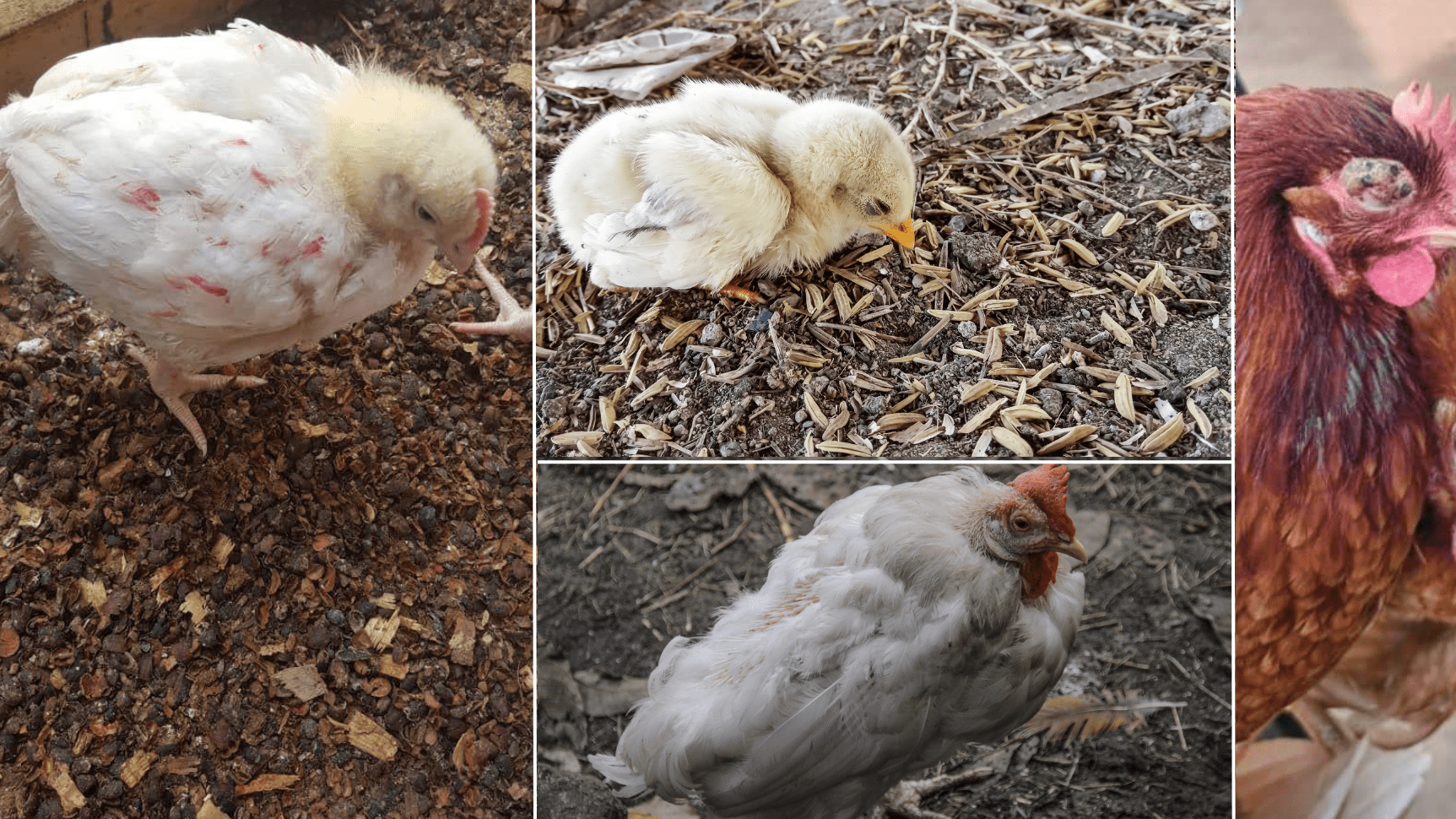 La volaille Malade de la Baie de Poulet et de Premiers soins: Un Guide Complet