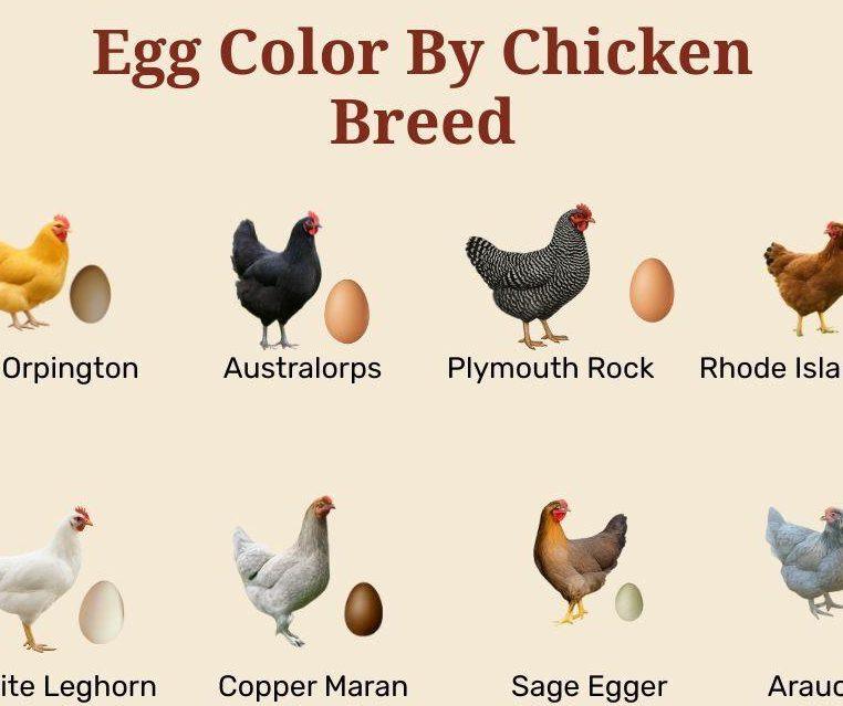 Introduction to Poultry Farming: Breeds, Benefits, and Production Types