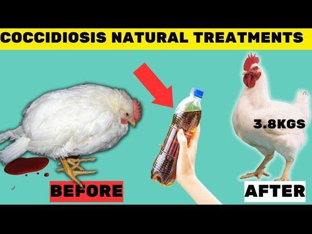 Biologiques de Traitement de la Coccidiose chez les Volailles: les Remèdes Naturels et Conseils de Prévention