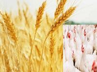 Explore Agricultural Guides