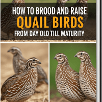 How to Brood and Raise Quail Birds from Day Old Till Maturity