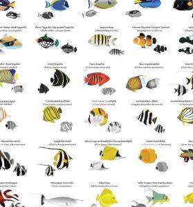 Types of Fisheries Explained: Marine, Inland, and Aquaculture Systems ...