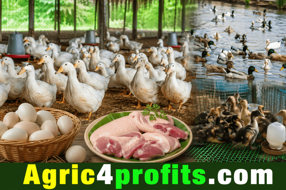 Complete Duck Farming Guide for Meat and Egg Production - Agric4Profits