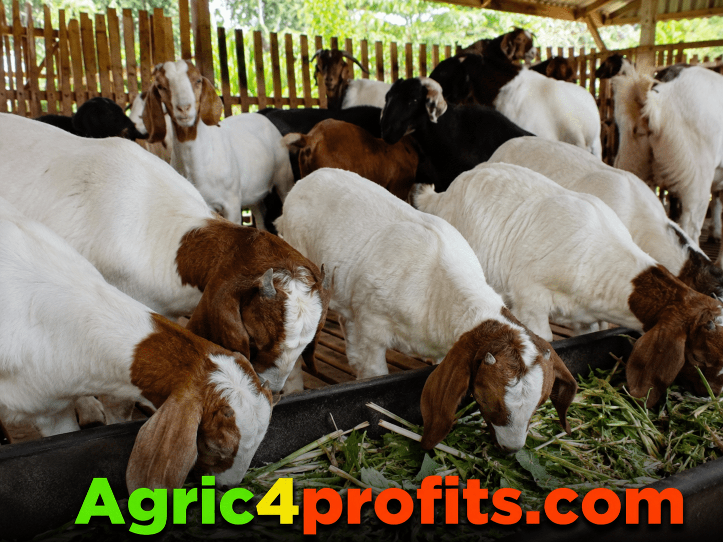 Goat Income Complete Goat Farming Guide for Meat and Milk Production in Africa ...