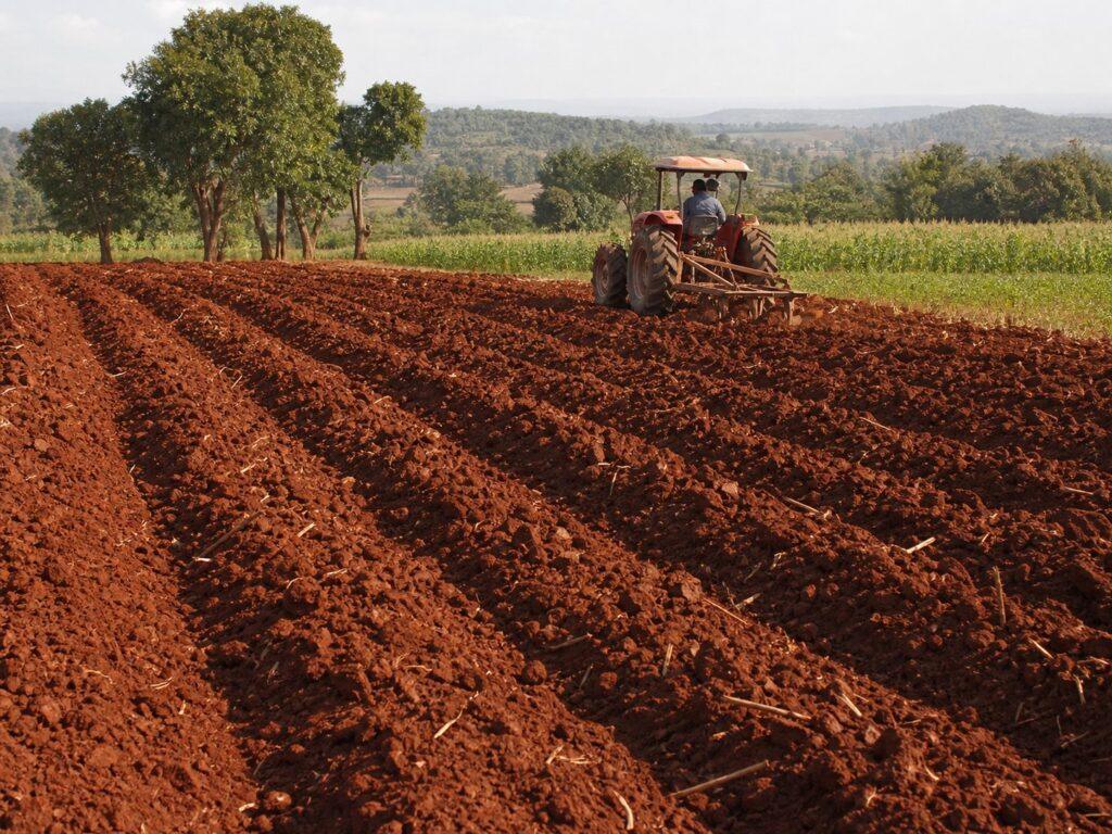 Complete Maize Farming Guide for High Yield Production
