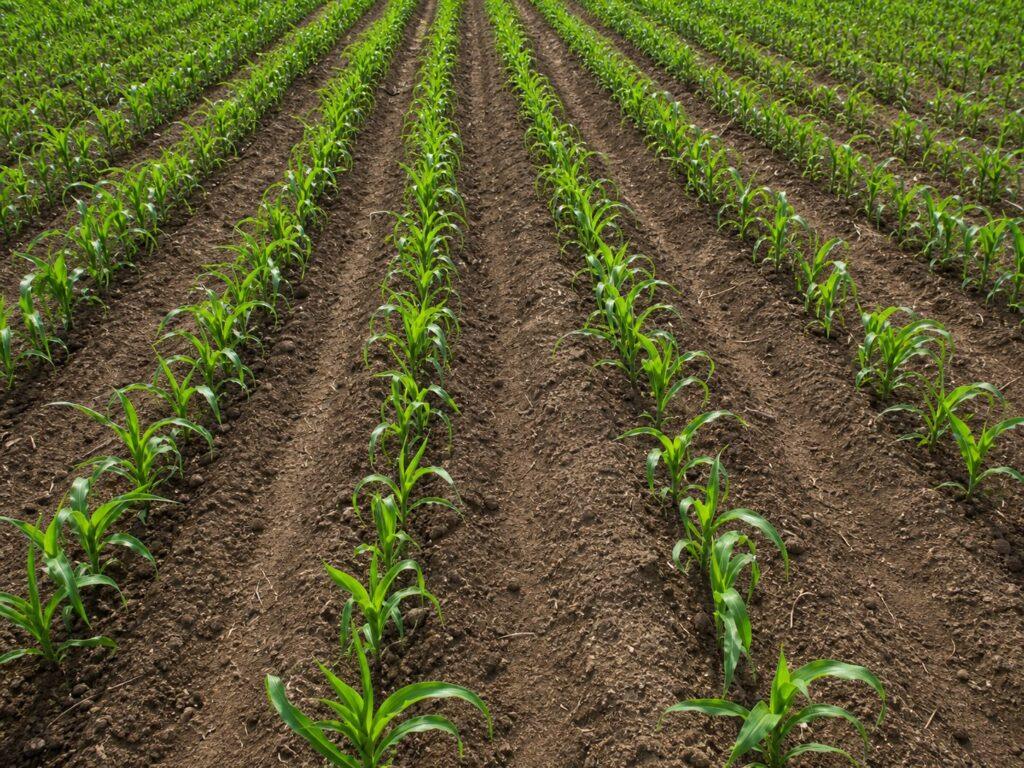 Complete Maize Farming Guide for High Yield Production