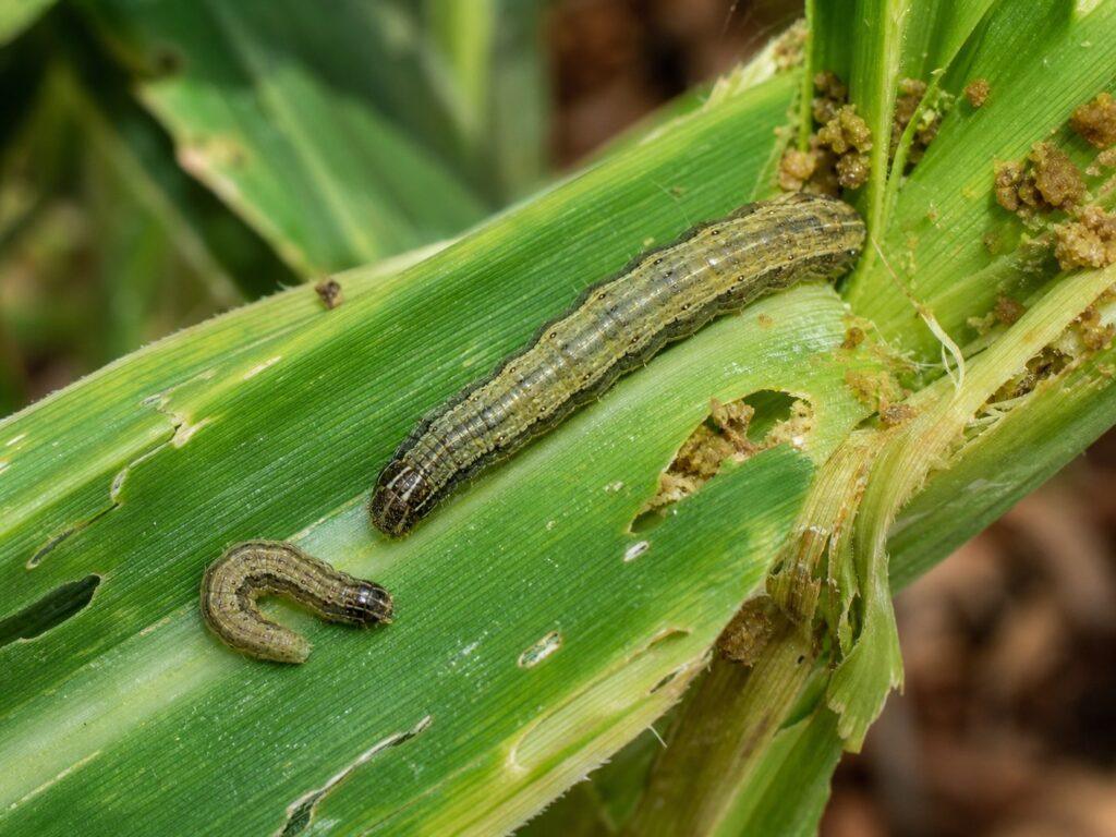 Complete Maize Farming Guide for High Yield Production