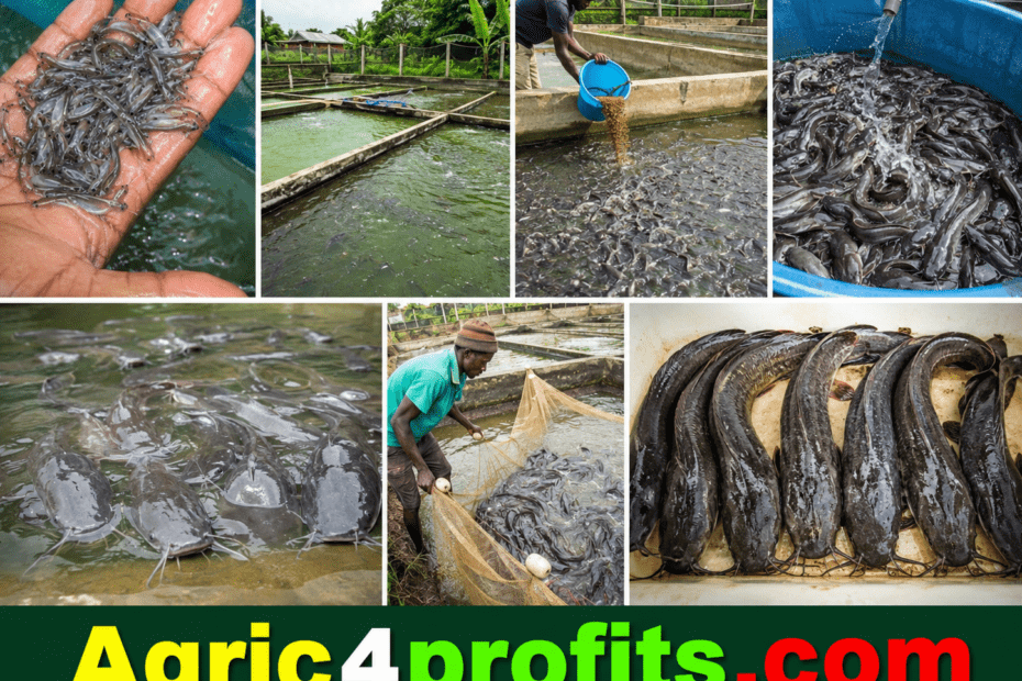 How to Raise Fishes for Commercial Production