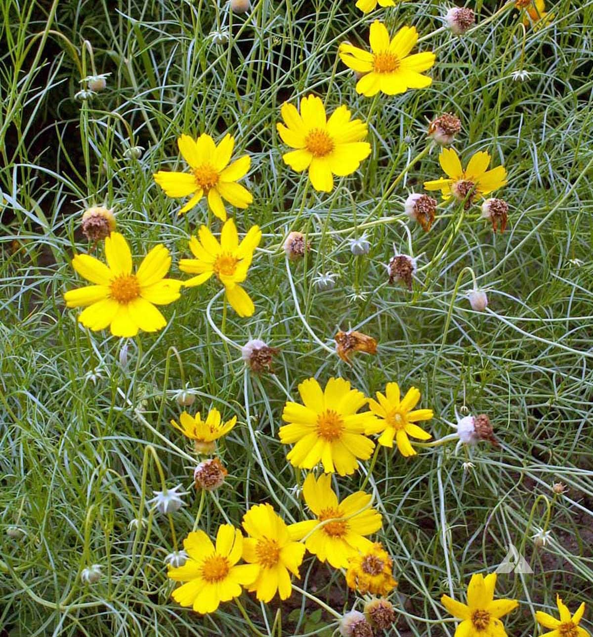 Green thread plant