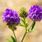 Group logo of Alfalfa (Medicago sativa) Farmers Community