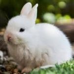 Group logo of Rabbits (Oryctolagus cuniculus) Farmers Community