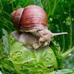 Group logo of Snails (Gastropoda) Farmers Community