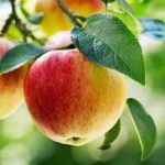 Group logo of Apples (Malus sylvestris) Farmers Community