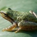 Group logo of Amphibians (Amphibia) Community