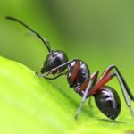 Group logo of Ants (Formicidae) Community