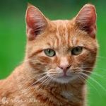 Group logo of Cats (Felis catus) Community