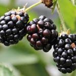 Group logo of Blackberry (Rubus spp.) Farmers Community