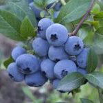 Group logo of Blueberry (Vaccinium spp.) Farmers Community