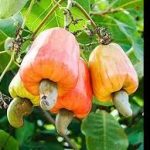 Group logo of Cashew (Anacardium occidentale) Farmers Community