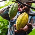 Group logo of Cocoa (Theobroma cacao) Farmers Community