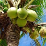 Group logo of Coconut (Cocos nucifera) Farmers Community