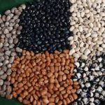 Group logo of Cowpea (Vigna unguiculata) Farmers Community