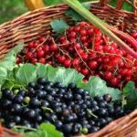 Group logo of Currants (Ribes spp.) Farmers Community