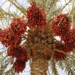 Group logo of Dates (Phoenix dactylifera) Farmers Community