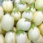 Group logo of Garden Egg (Solanum melongena) Farmers Community