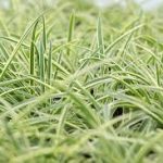 Group logo of Grasses (Gramineae) Community