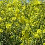 Group logo of Mustard (Brassica nigra; Sinapis alba) Farmers Community
