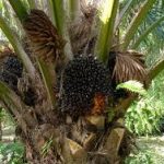 Group logo of Oil Palm (Elaeis guineensis) Farmers Community