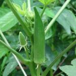 Group logo of Okra/Okro (Abelmoschus esculentus) Farmers Community