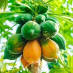 Group logo of Papaya/Pawpaw (Carica papaya) Farmers Community