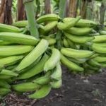 Group logo of Plantain/Banana (Musa paradisiaca) Farmers Community