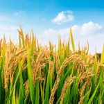 Group logo of Rice (Oryza sativa; Oryza glaberrima) Farmers Community
