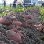 Group logo of Yams (Dioscorea spp.) Farmers Community