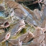 Group logo of Fish Farmers Community (Classes within Subphylum Vertebrata)