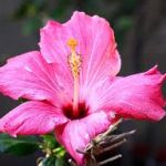 Group logo of Flowers (Angiosperms) Community