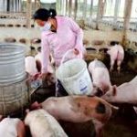 Group logo of Pigs (Sus scrofa domesticus) Farmers Community